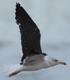 1cy fuscus in August, ringed in Finland. (81365 bytes)